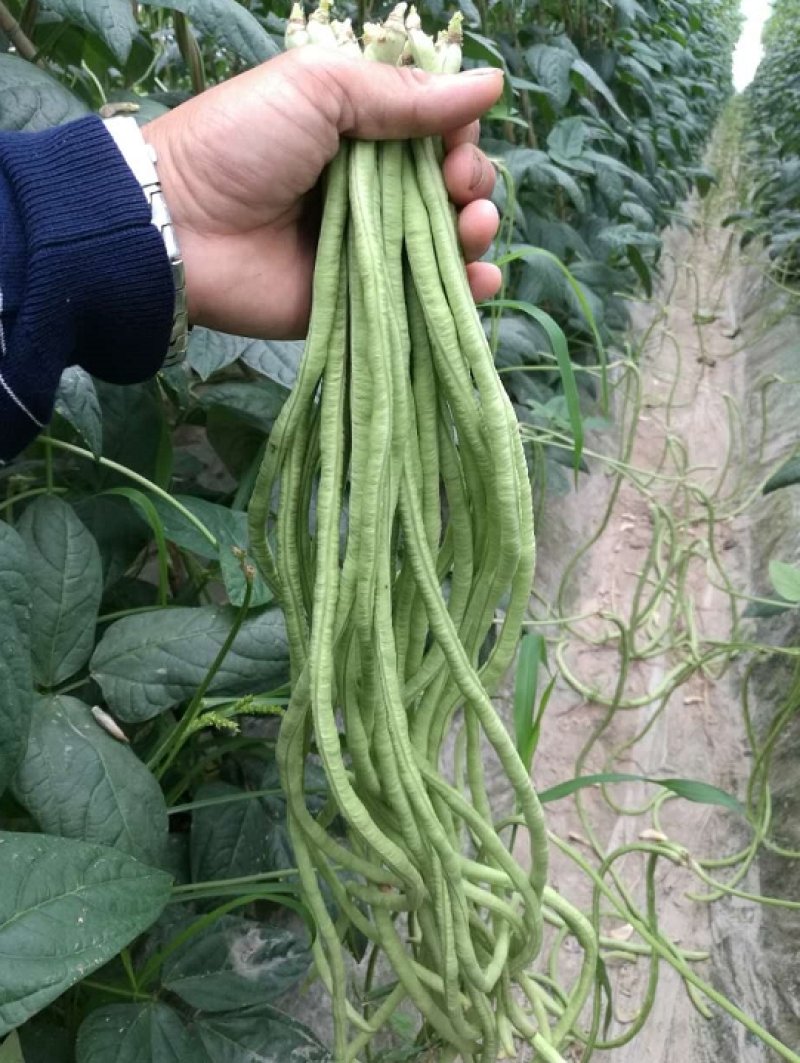 袁豇长优摘不尽长豇豆种子早中熟小叶高产耐寒厚肉型长豆角种