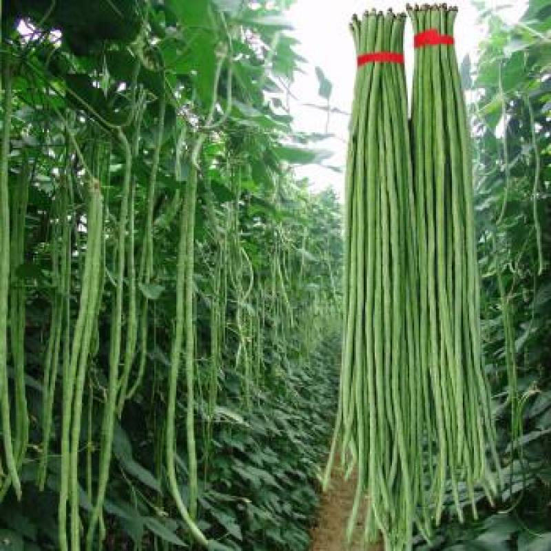 袁豇长优摘不尽长豇豆种子早中熟小叶高产耐寒厚肉型长豆角种