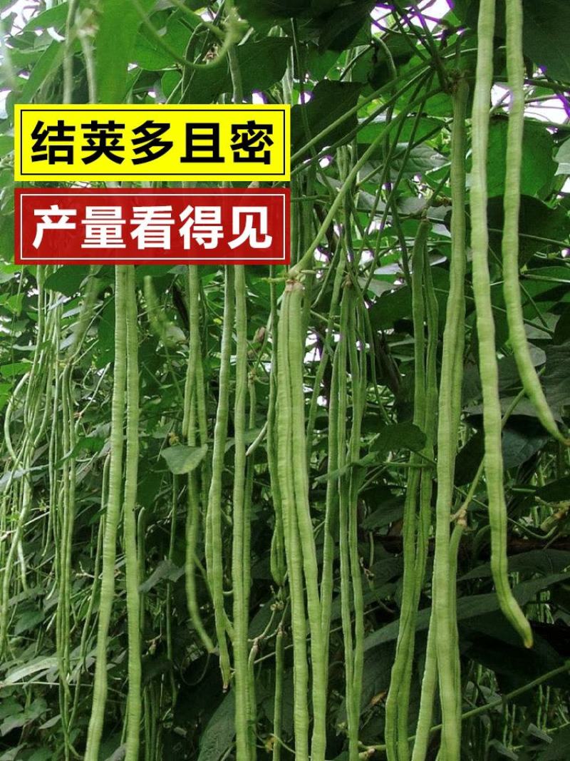 袁豇长优摘不尽长豇豆种子早中熟小叶高产耐寒厚肉型长豆角种