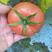 甘肃民勤沙漠西红柿番茄硬粉西红柿蔬果批发