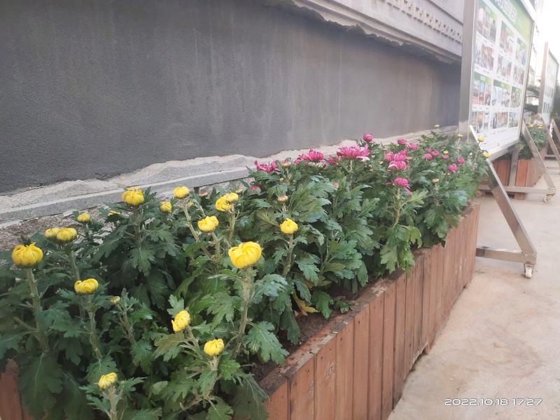 秋菊，展会布置，亮化工程，盆栽观赏……