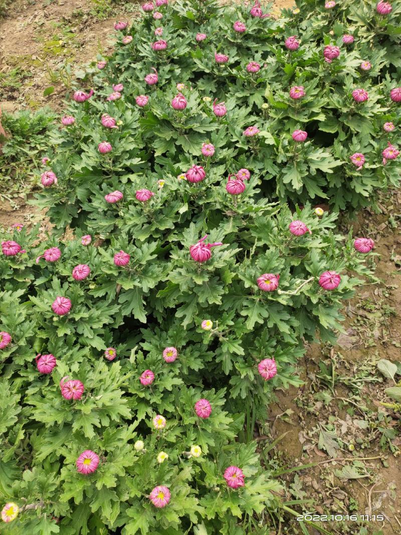 秋菊，展会布置，亮化工程，盆栽观赏……
