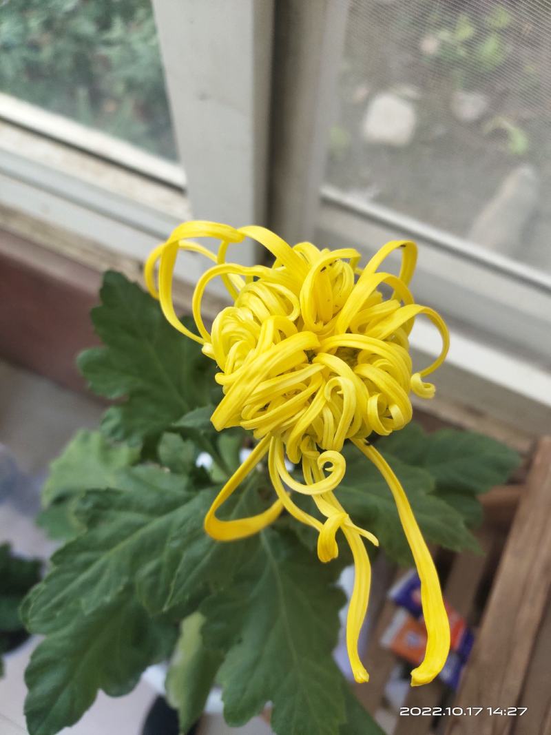 秋菊，展会布置，亮化工程，盆栽观赏……