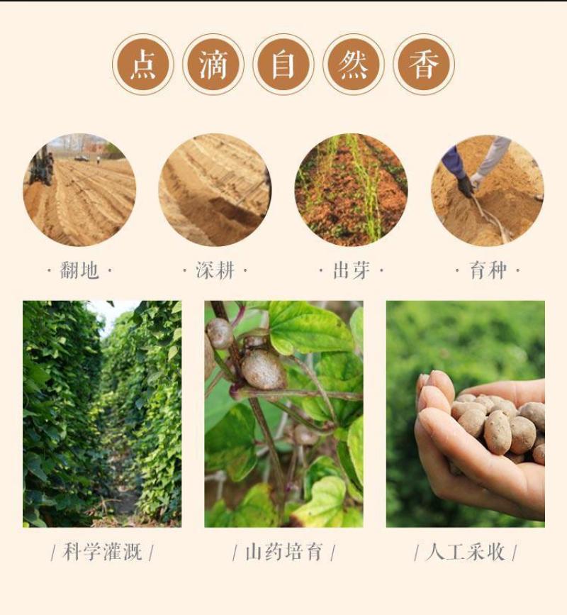 2O22现摘铁棍山药豆大号1一1O斤山药蛋新鲜山药豆批发