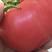 甘肃民勤沙漠西红柿番茄硬粉西红柿蔬果批发