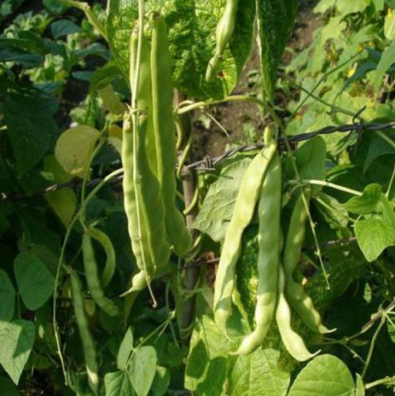 SQ绿龙3号豆角种子早熟鲜绿色宽扁肉厚无筋春秋季种耐热