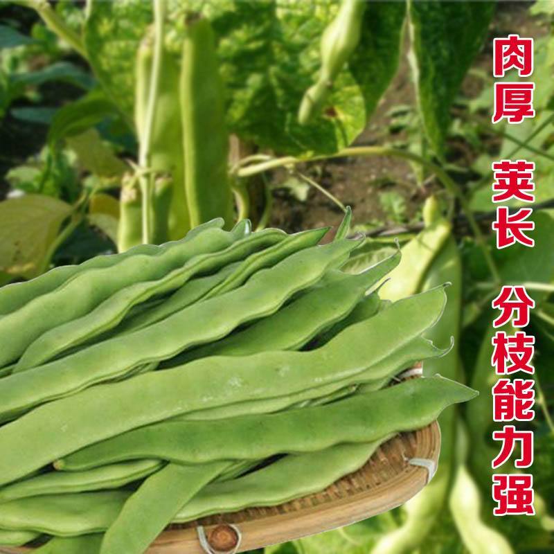 SQ绿龙3号豆角种子早熟鲜绿色宽扁肉厚无筋春秋季种耐热