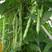 SQ绿龙3号豆角种子早熟鲜绿色宽扁肉厚无筋春秋季种耐热