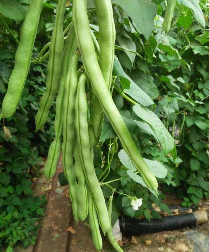 SQ绿龙3号豆角种子早熟鲜绿色宽扁肉厚无筋春秋季种耐热