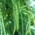 SQ绿龙3号豆角种子早熟鲜绿色宽扁肉厚无筋春秋季种耐热