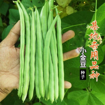 盛世小金豆种子四季豆种籽绿荚架豆角种子抗病高产春秋季蔬菜