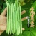 盛世小金豆种子四季豆种籽绿荚架豆角种子抗病高产春秋季蔬菜