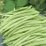 盛世小金豆种子四季豆种籽绿荚架豆角种子抗病高产春秋季蔬菜