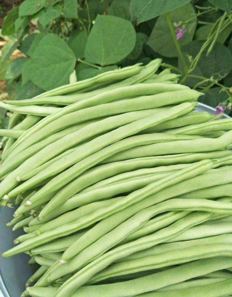 盛世小金豆种子四季豆种籽绿荚架豆角种子抗病高产春秋季蔬菜
