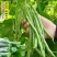 盛世小金豆种子四季豆种籽绿荚架豆角种子抗病高产春秋季蔬菜