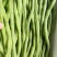 盛世小金豆种子四季豆种籽绿荚架豆角种子抗病高产春秋季蔬菜