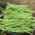 盛世小金豆种子四季豆种籽绿荚架豆角种子抗病高产春秋季蔬菜