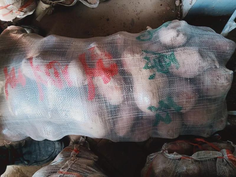 青薯9号土豆甘肃土豆定西土豆白银土豆产地直发