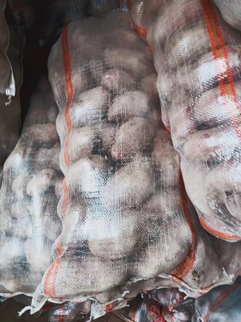 青薯9号土豆甘肃土豆定西土豆白银土豆产地直发