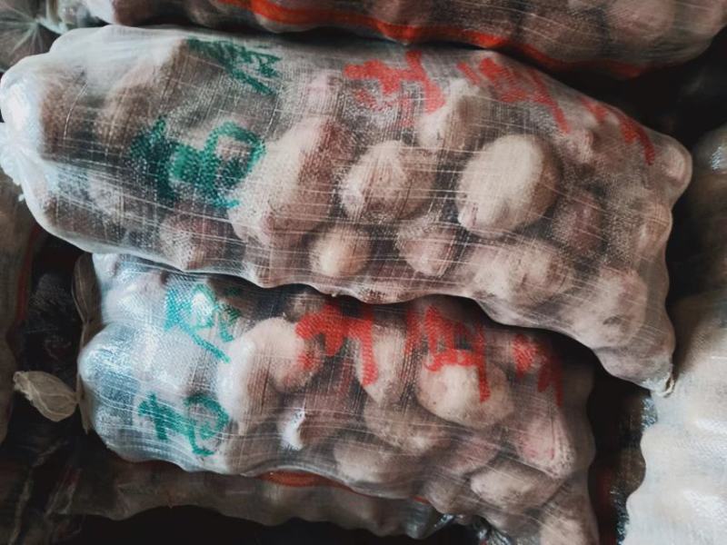 青薯9号土豆甘肃土豆定西土豆白银土豆产地直发