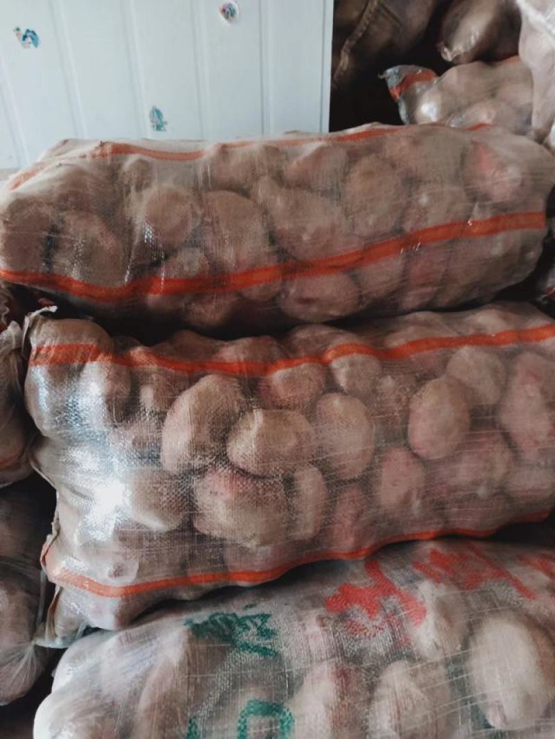青薯9号土豆甘肃土豆定西土豆白银土豆产地直发