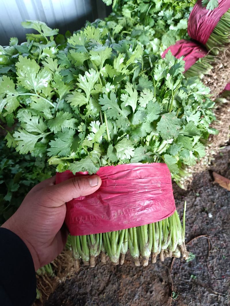 【荐】精品泰安大叶香菜，一手货源，产地直发，欢迎来电咨询