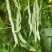 龙盛春秋架豆种子早熟丰产红花白荚四季豆种籽芸豆种孑