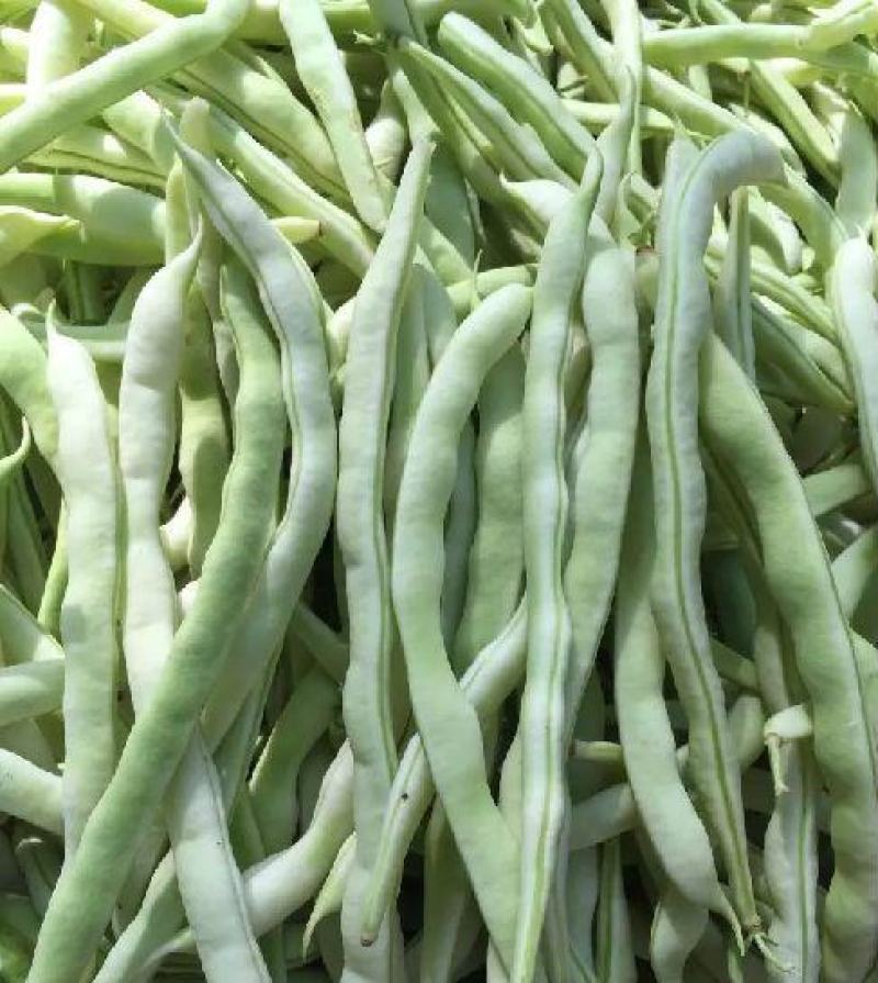 龙盛春秋架豆种子早熟丰产红花白荚四季豆种籽芸豆种孑