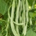 龙盛春秋架豆种子早熟丰产红花白荚四季豆种籽芸豆种孑