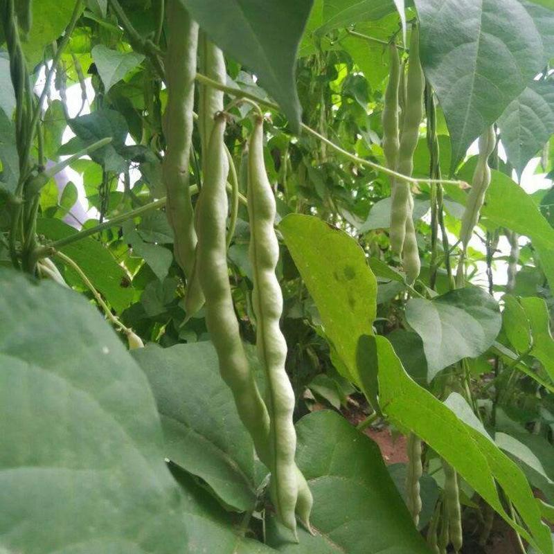 龙盛春秋架豆种子早熟丰产红花白荚四季豆种籽芸豆种孑