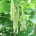 龙盛春秋架豆种子早熟丰产红花白荚四季豆种籽芸豆种孑