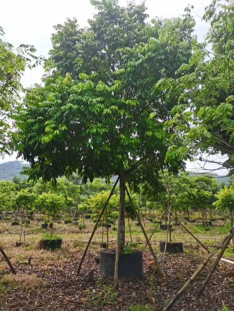 大量出售15至20公分的全冠仁面子有须要的老板联系我