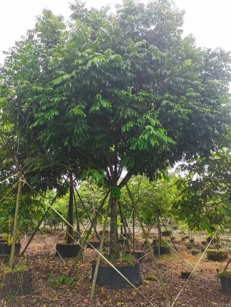 大量出售15至20公分的全冠仁面子有须要的老板联系我