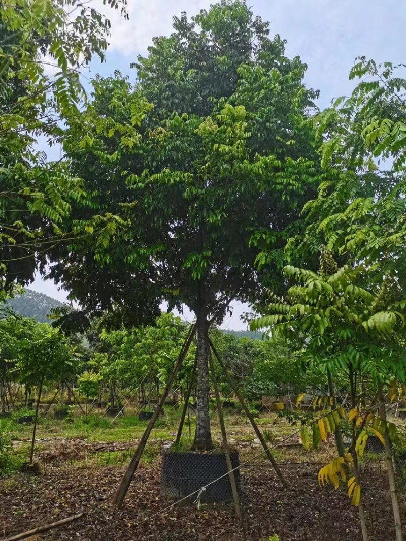 大量出售15至20公分的全冠仁面子有须要的老板联系我