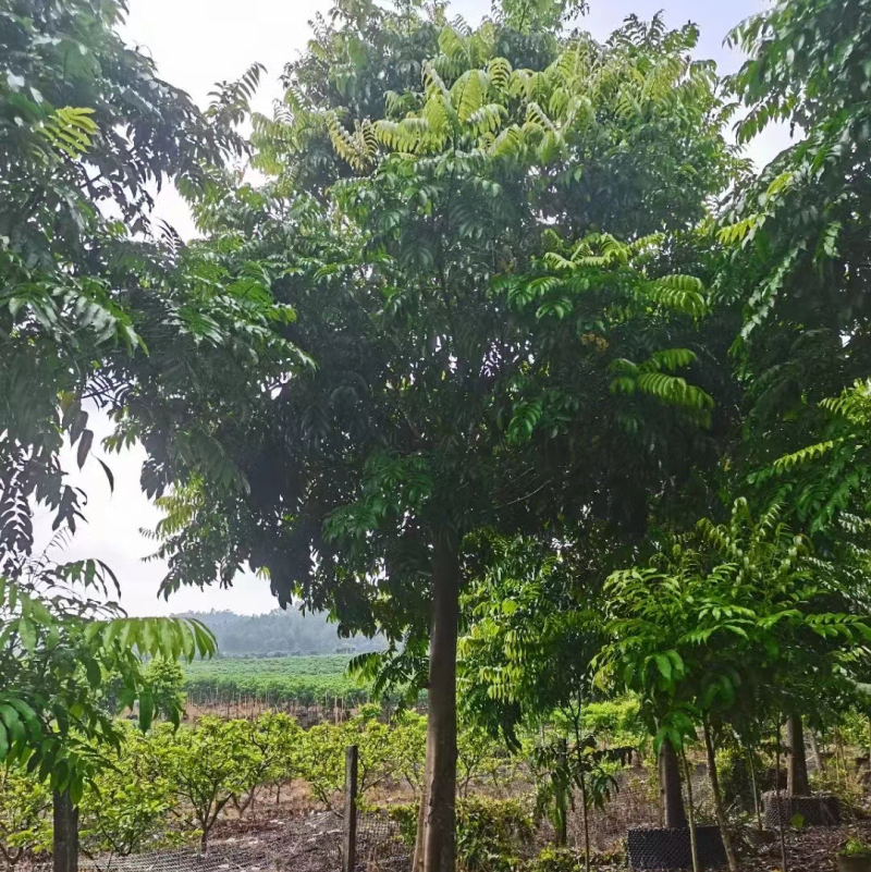 大量出售10至20骨架仁面子有须要联系我