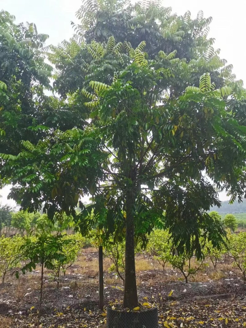 大量出售10至20骨架仁面子有须要联系我