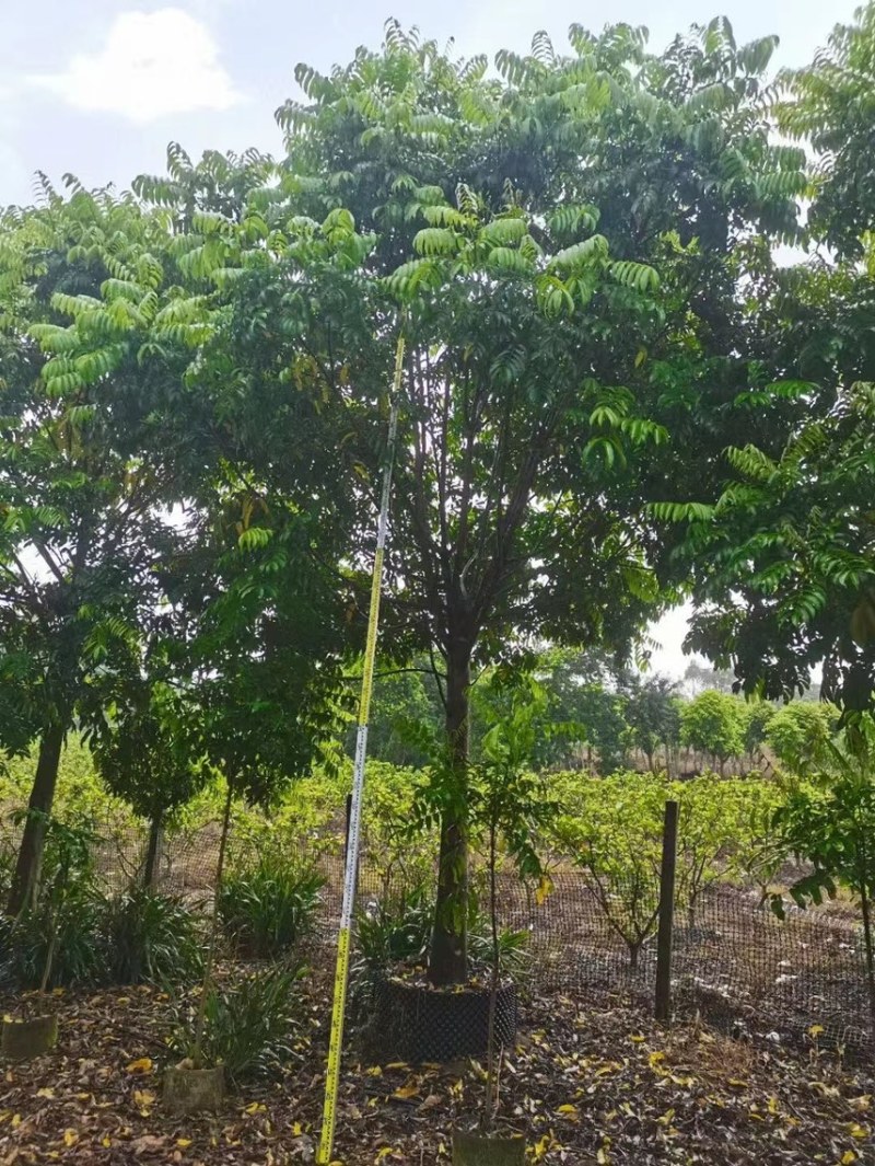 大量出售10至20骨架仁面子有须要联系我