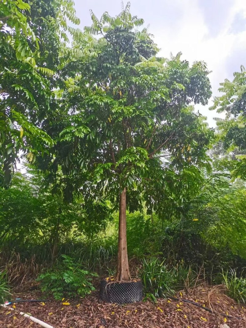 大量出售10至20骨架仁面子有须要联系我
