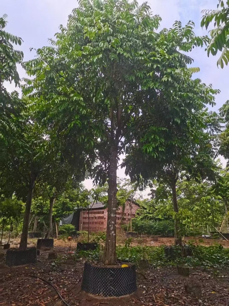 大量出售10至20骨架仁面子有须要联系我