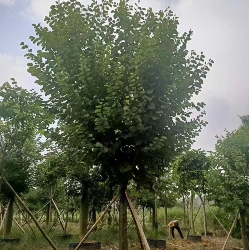 大量出售10至15公分的宫粉有须要的联系下