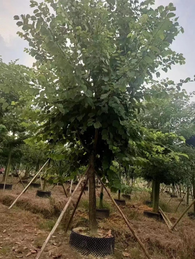 大量出售10至15公分的宫粉有须要的联系下
