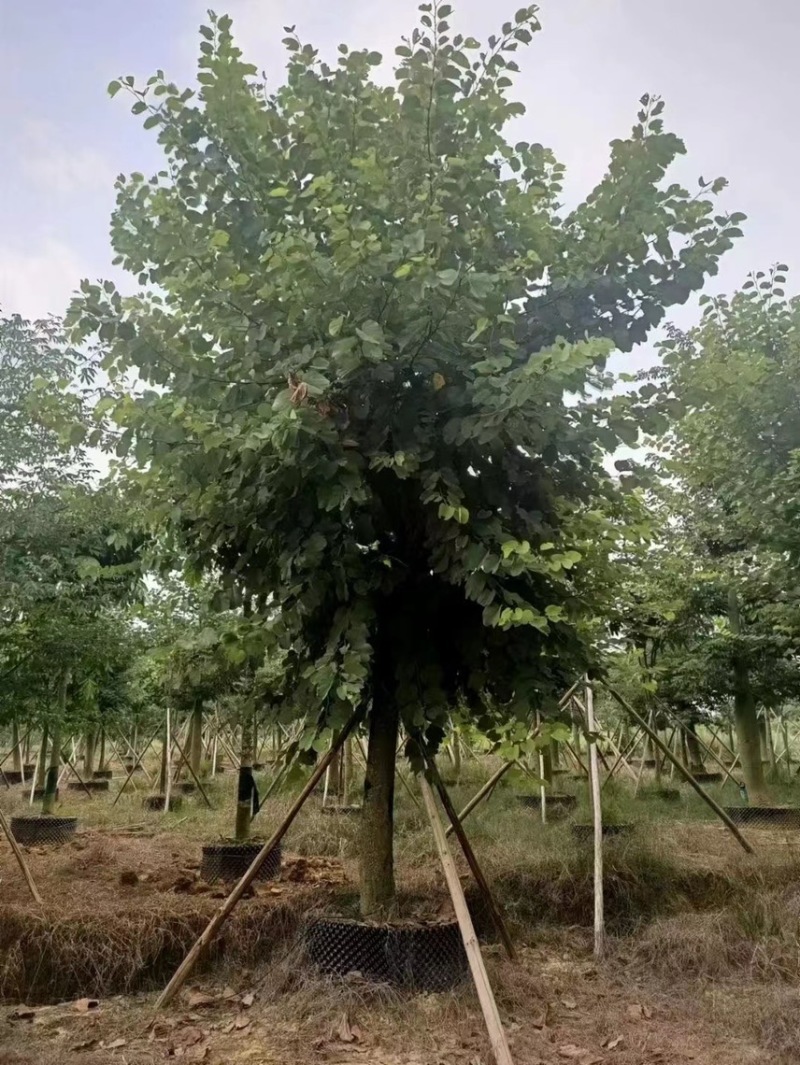 大量出售10至15公分的宫粉有须要的联系下
