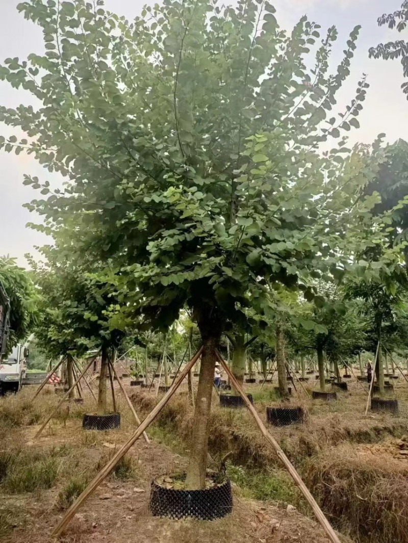 大量出售10至15公分的宫粉有须要的联系下