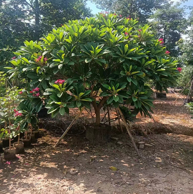 大量出售2至15红花鸡蛋花有须要的老板联系下