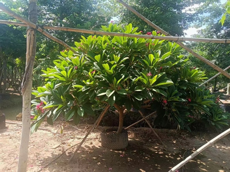 大量出售2至15红花鸡蛋花有须要的老板联系下