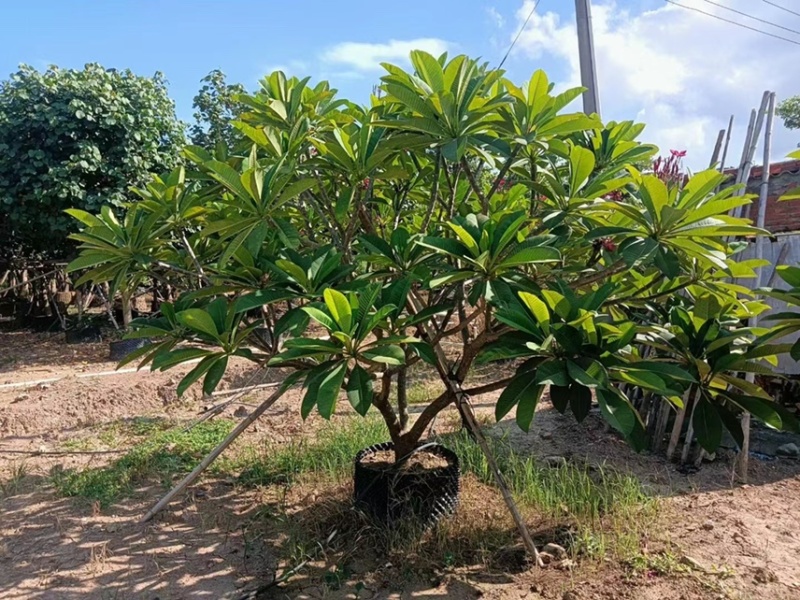 大量出售2至15红花鸡蛋花有须要的老板联系下