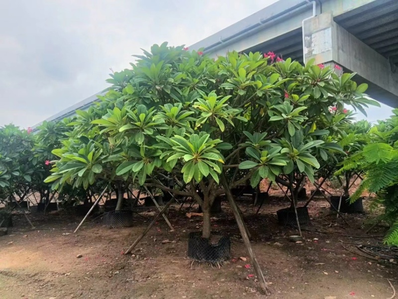 大量出售2至15红花鸡蛋花有须要的老板联系下