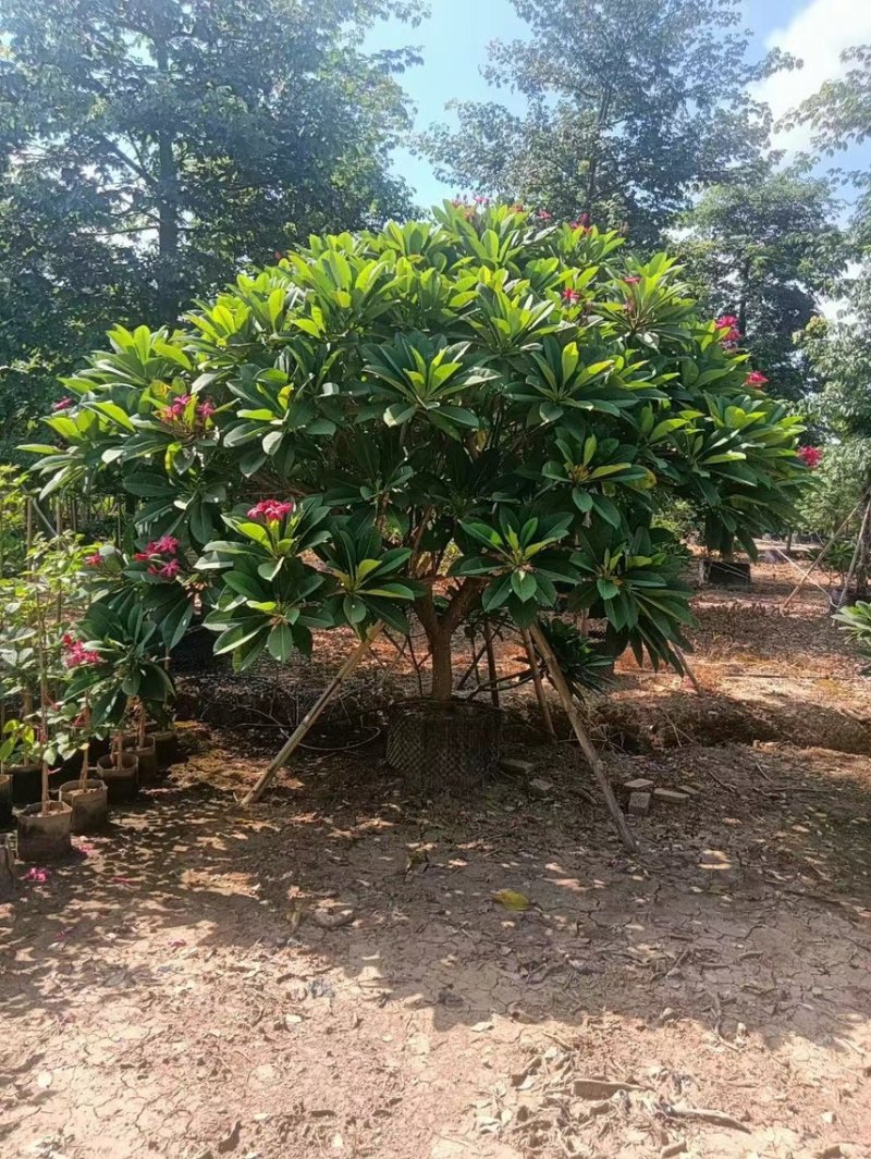 大量出售2至15红花鸡蛋花有须要的老板联系下