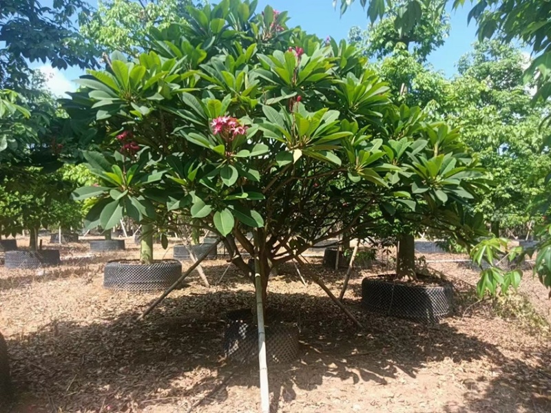 大量出售2至15红花鸡蛋花有须要的老板联系下