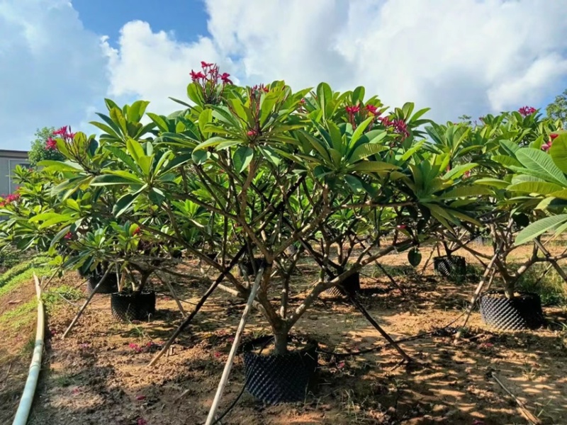 大量出售2至15红花鸡蛋花有须要的老板联系下